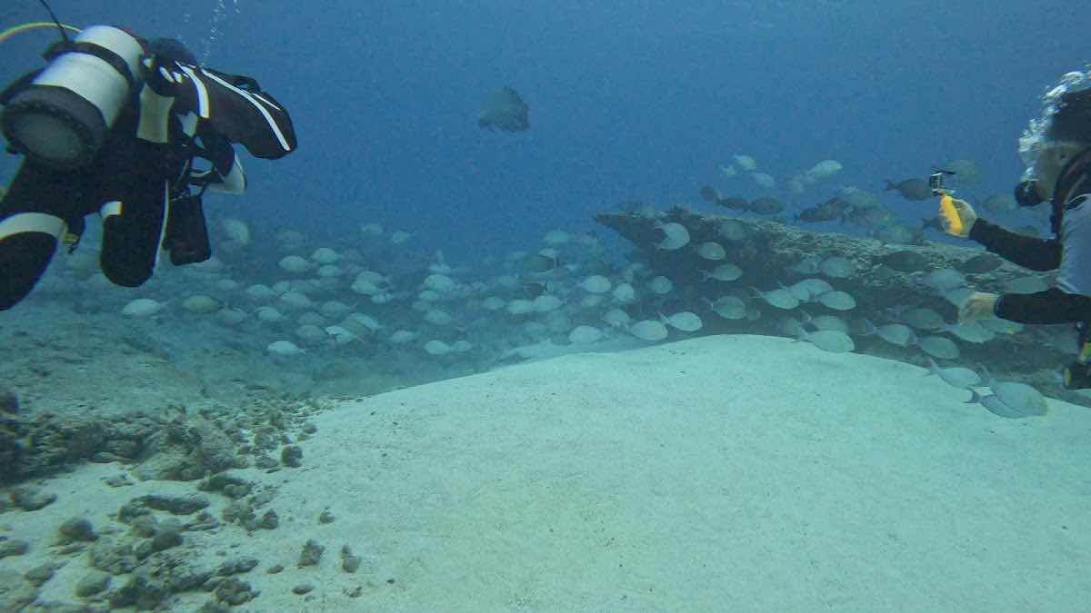 Tikehau plongée Diving center photo 10