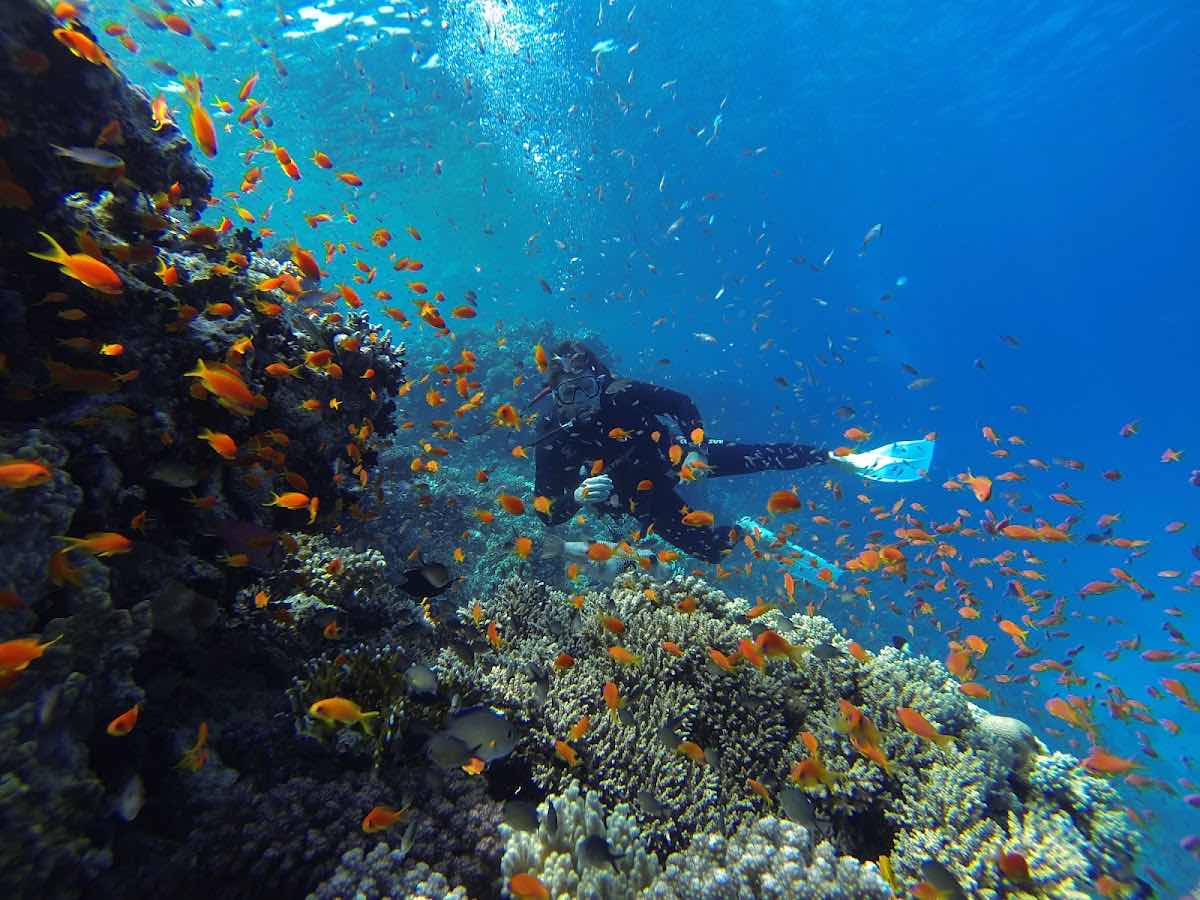 Tauchen Marsa Alam - Deutsche Tauchschule von Padi, Cmas, Ssi. photo 9