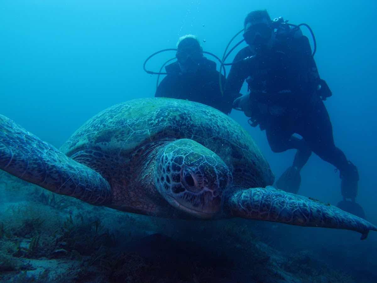Tauchen Marsa Alam - Deutsche Tauchschule von Padi, Cmas, Ssi. photo 10