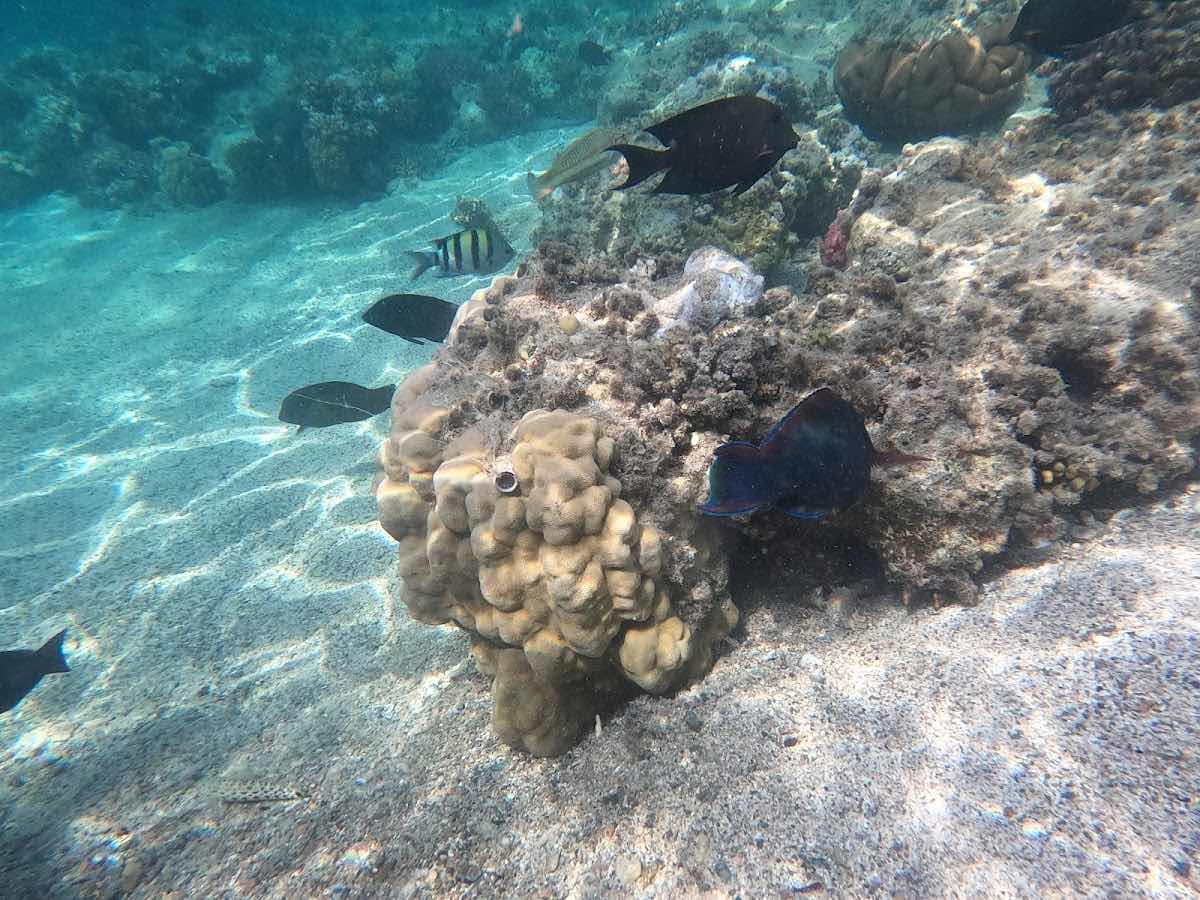 Euro-Divers Marsa Alam photo 1