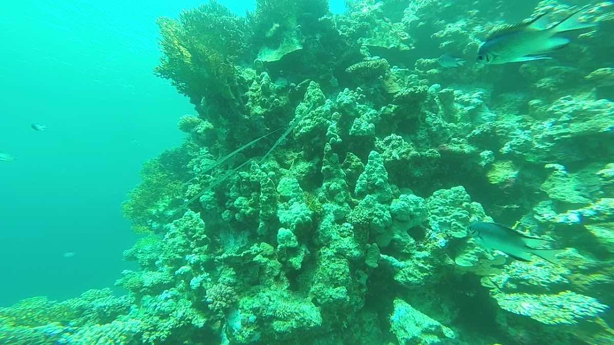 Euro-Divers Marsa Alam photo 2