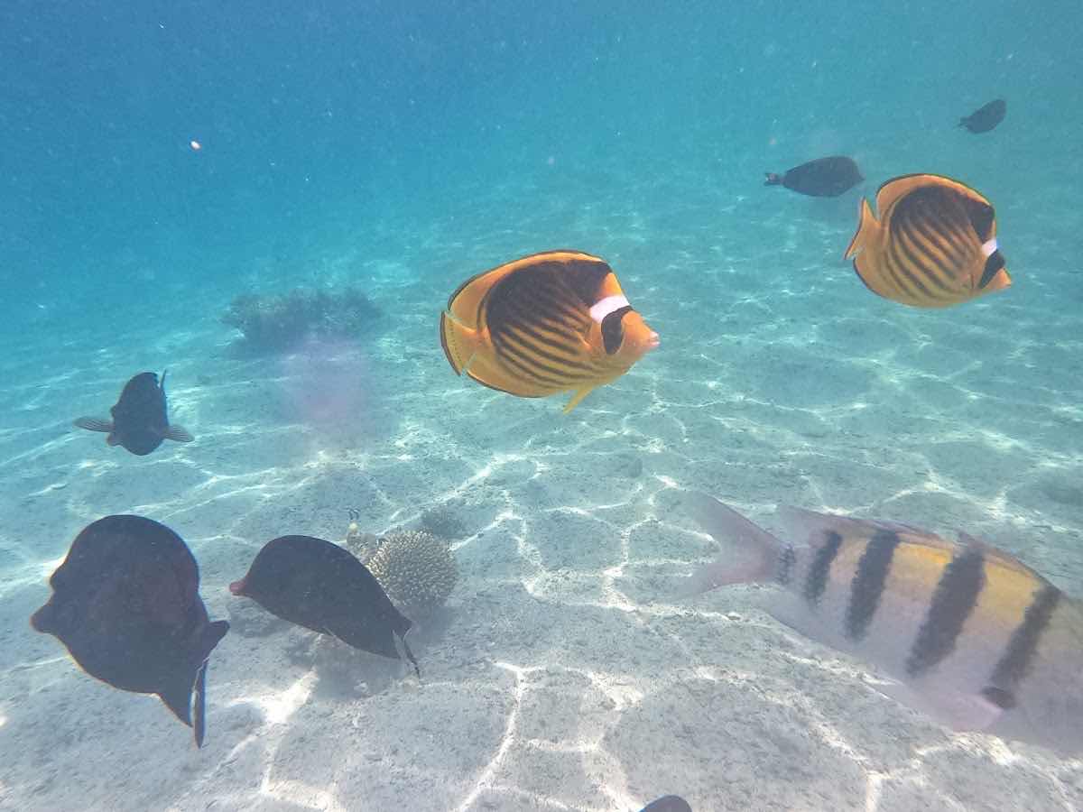 Euro-Divers Marsa Alam photo 10