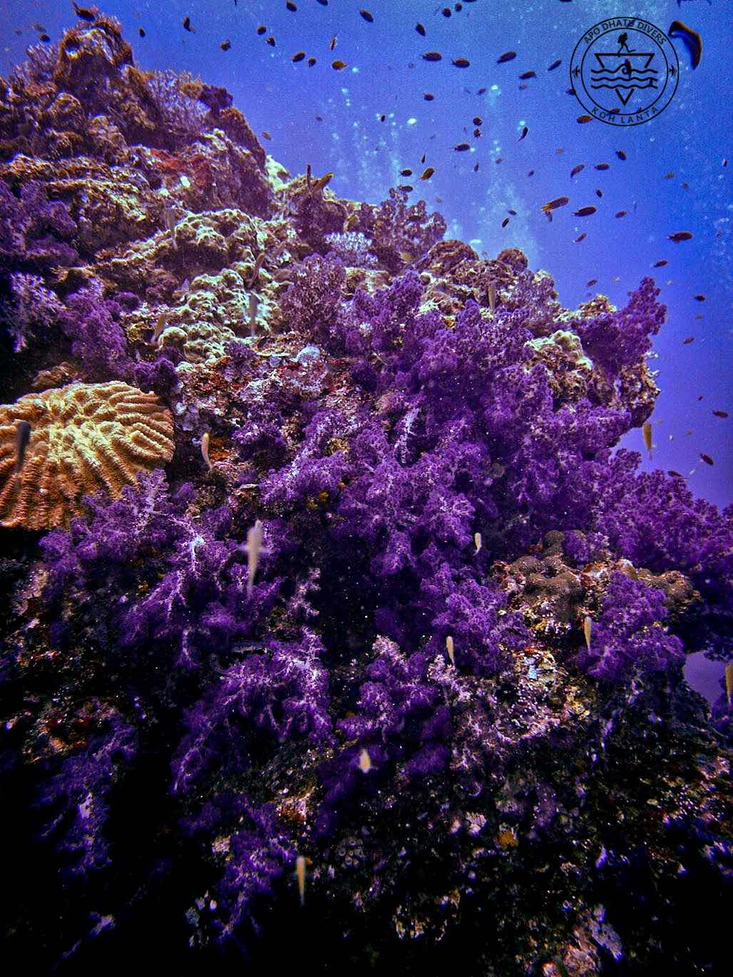 Apo Dhatu Divers photo 1