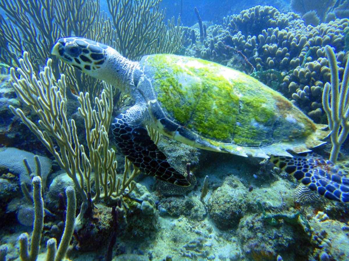 Eco Dive, Grenada Blue photo 4