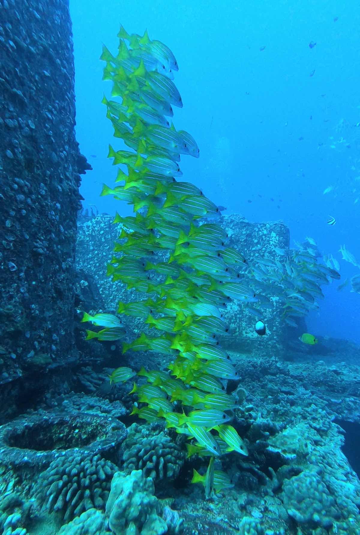 Manini Dive Company Hawaii photo 1