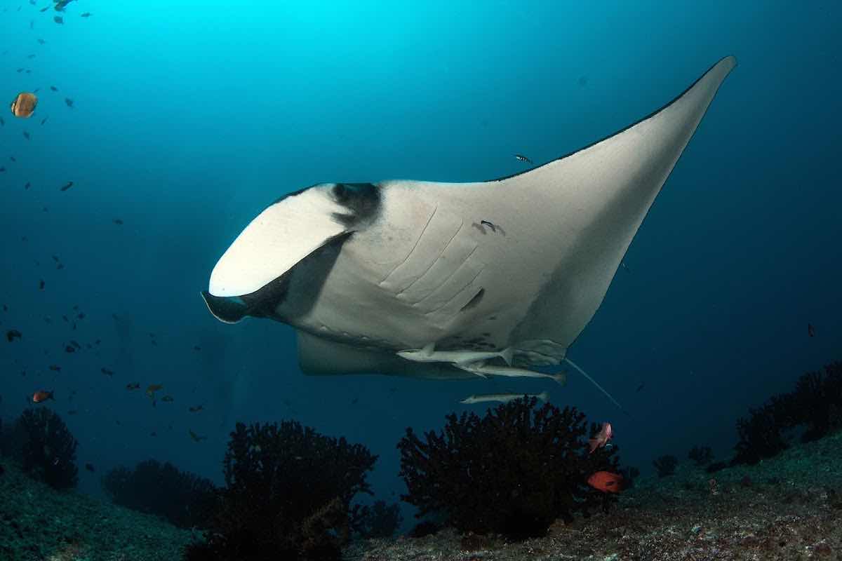 DIVERSITYScuba photo 1