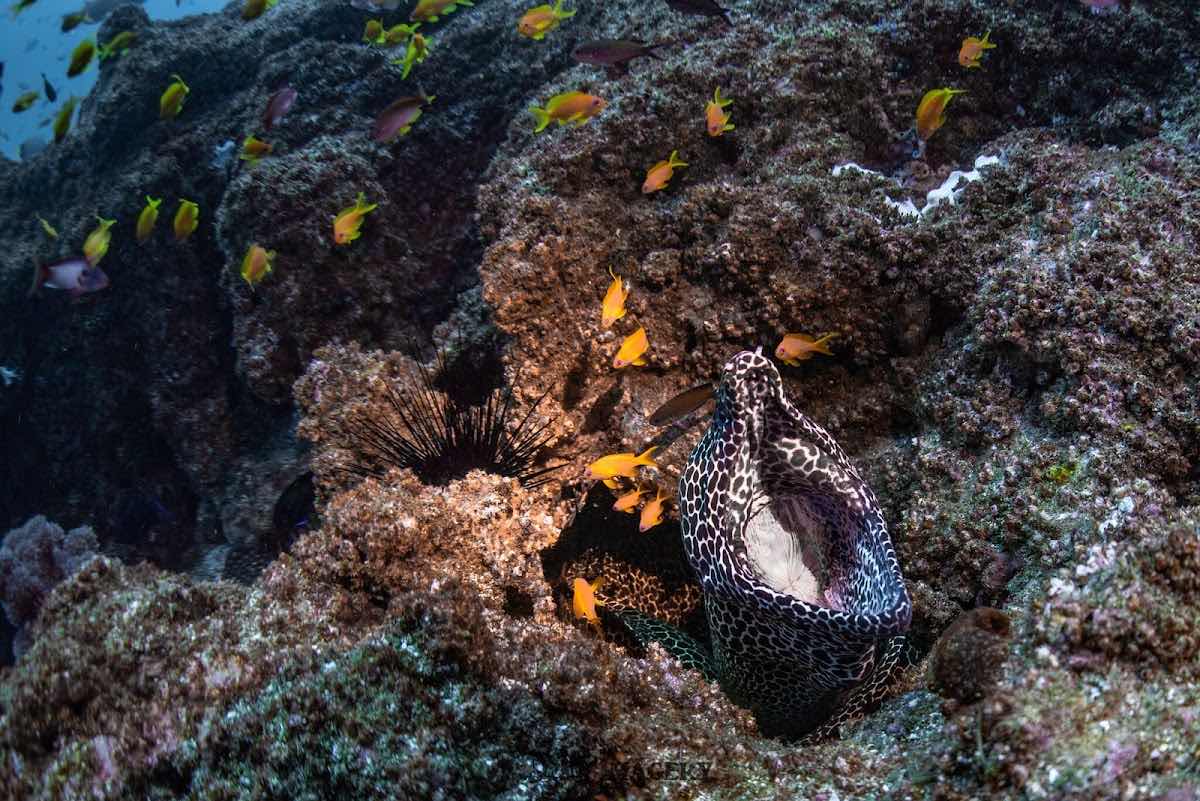 DIVERSITYScuba photo 9