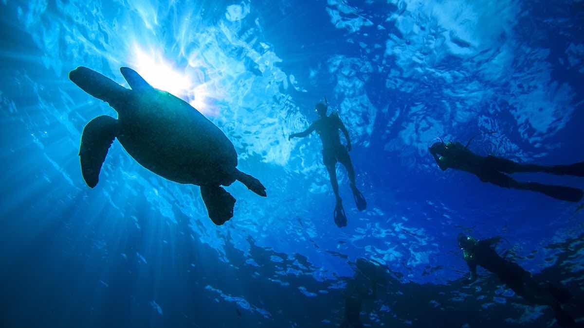 Living Ocean Tours photo 1