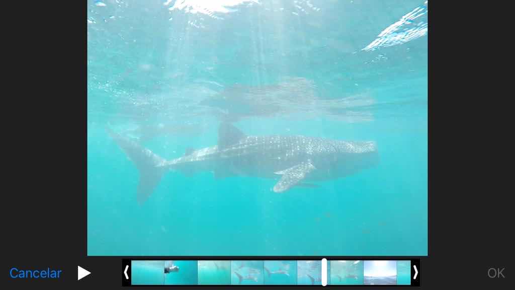 Exmouth Dive & Whalesharks Ningaloo photo 5