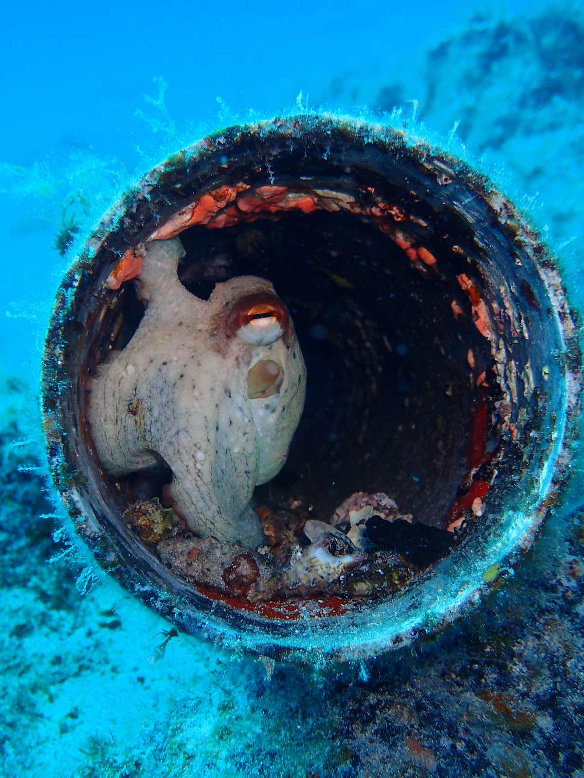 Beneath the waves Freediving photo 3