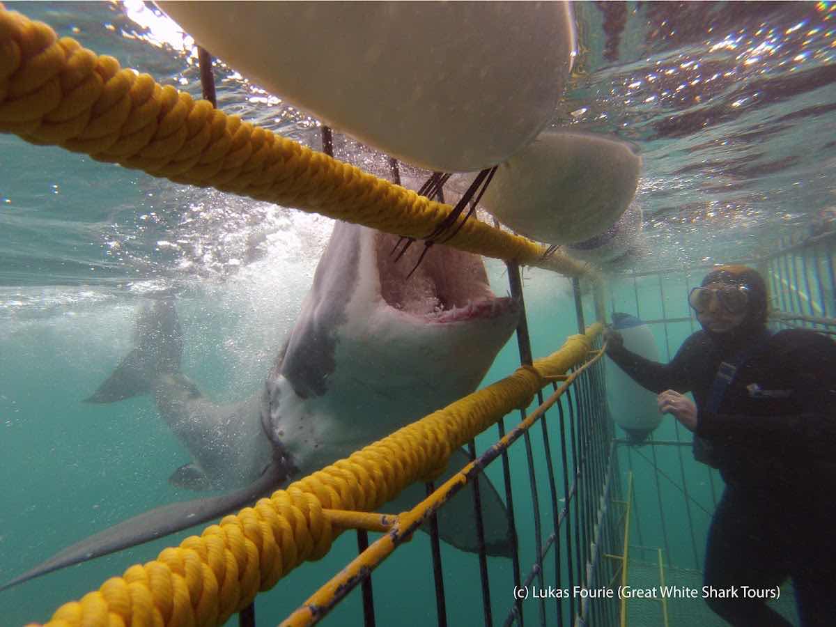 Dive Technician Centre Hermanus photo 5