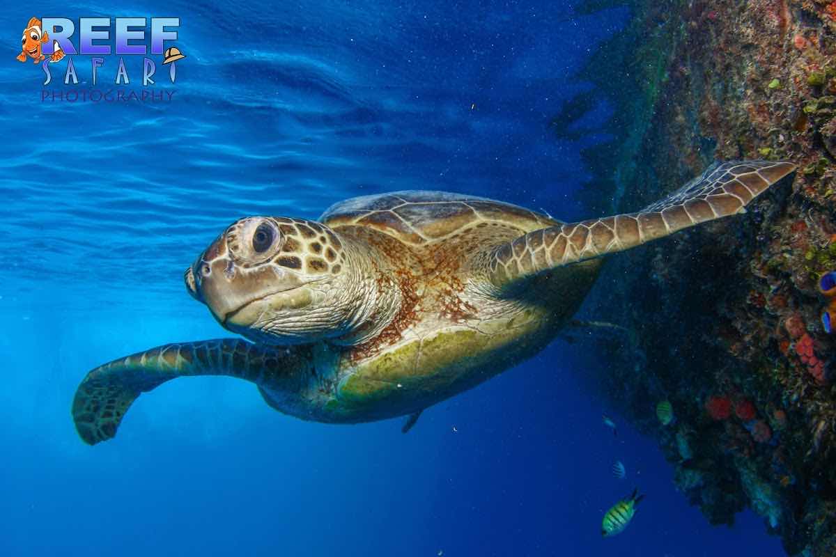Dive Safari Whitsundays photo 4