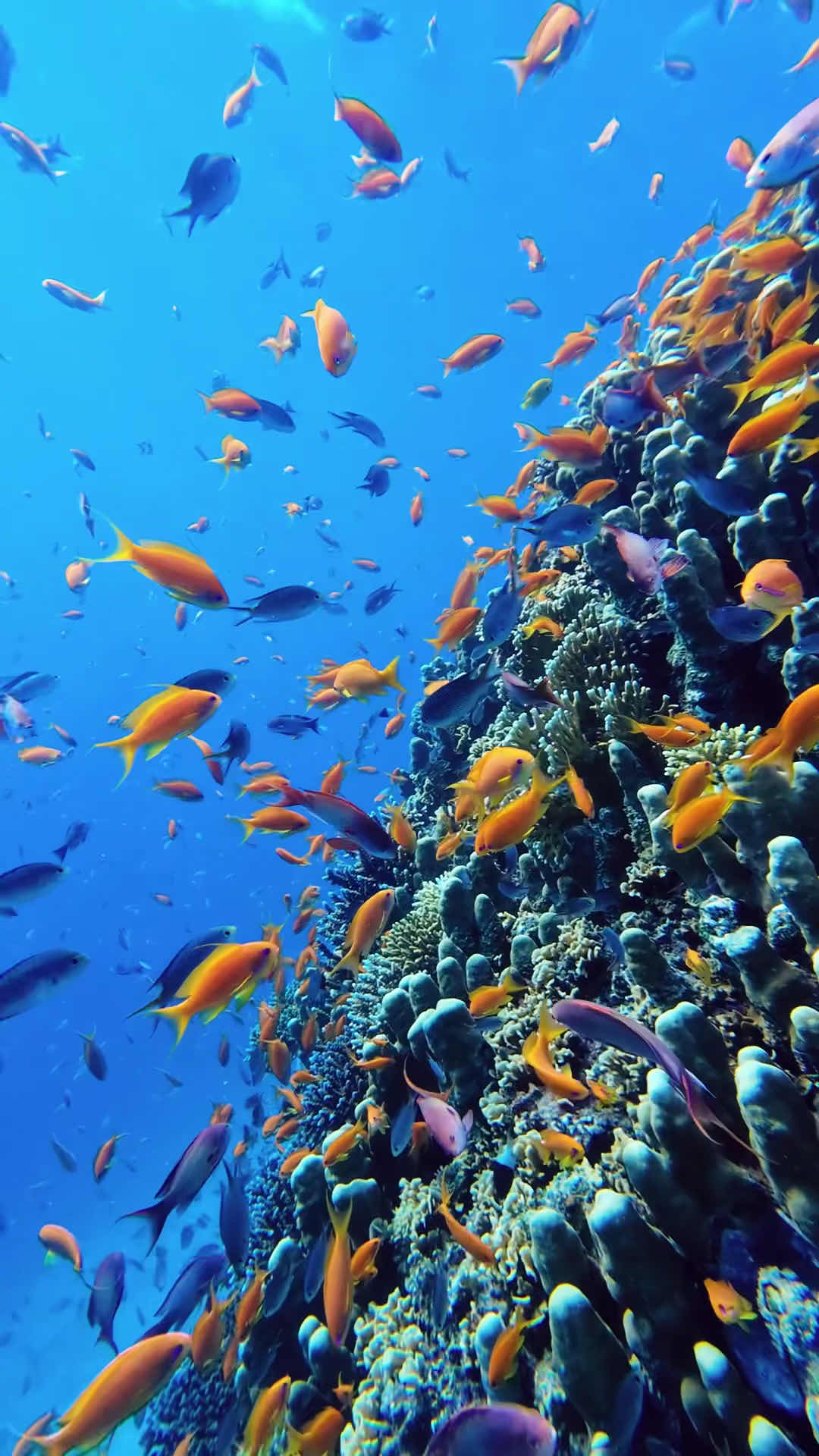 Sea wonders Diving Center photo 10