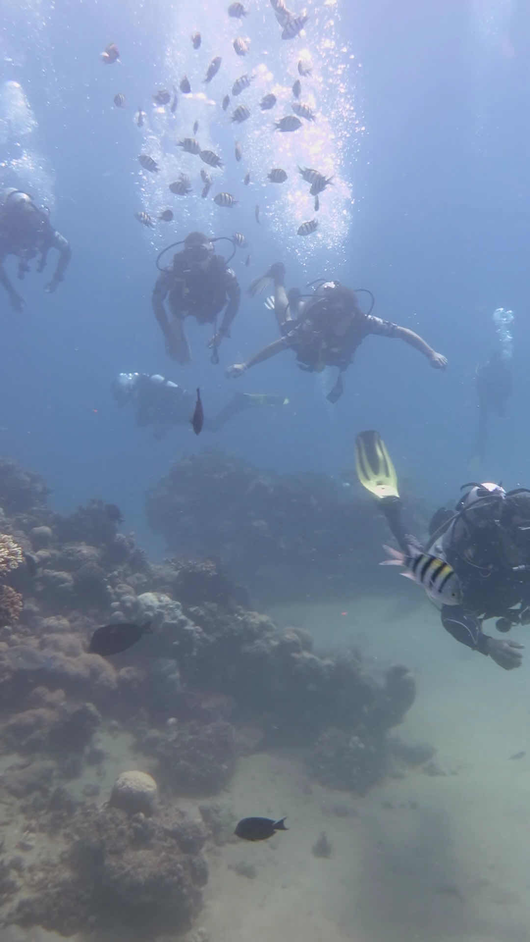 Red Sea Marine Diving Center photo 3