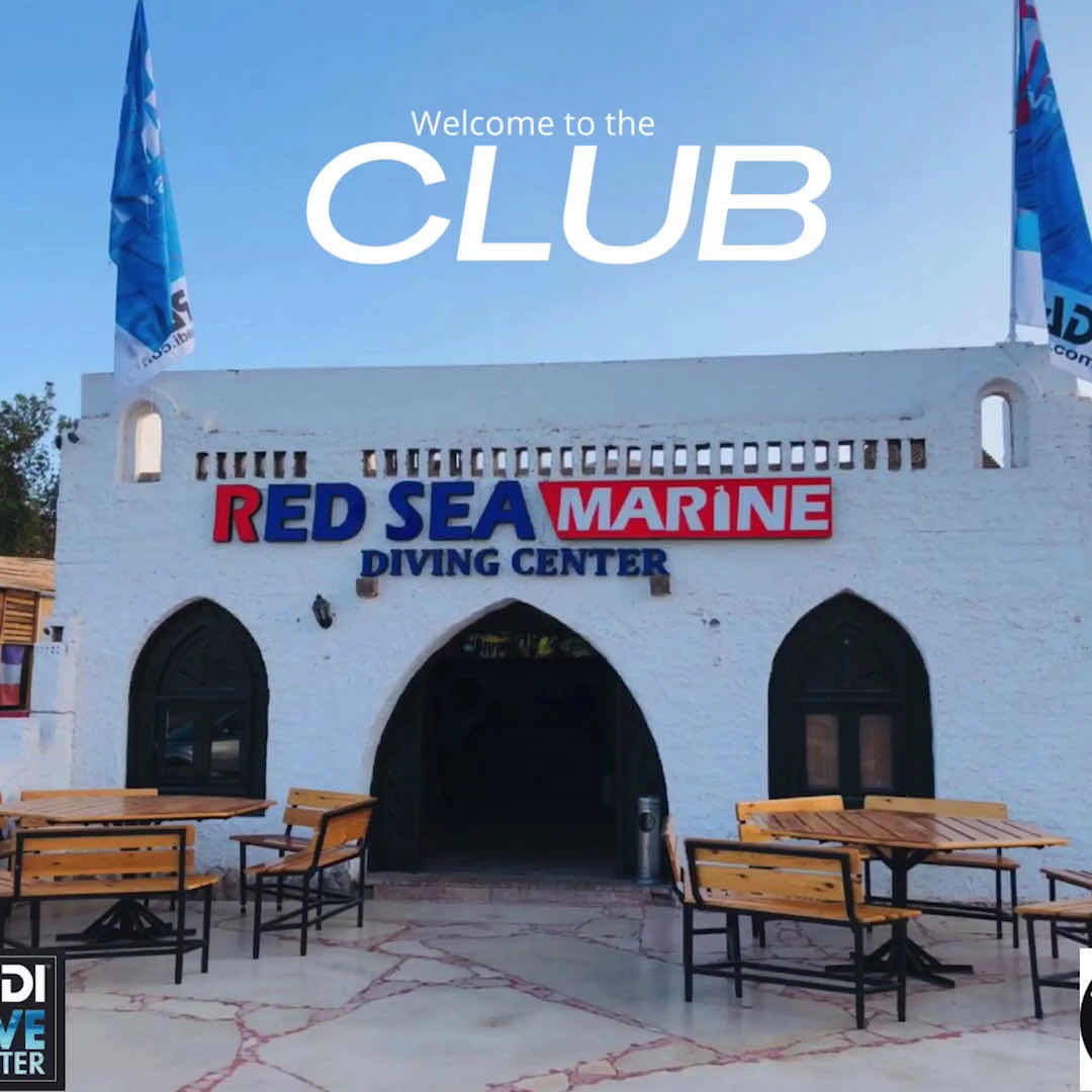 Red Sea Marine Diving Center photo 9