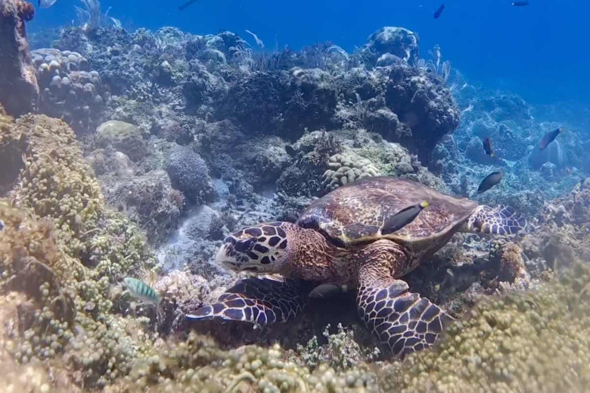 Kalma Freediving photo 5