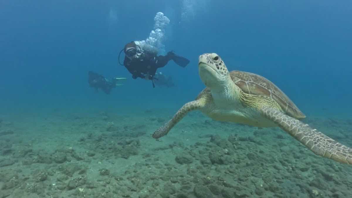 Scuba World Divers JAZ Neo Reef Marsa / Jaz Grand Marsa photo 10