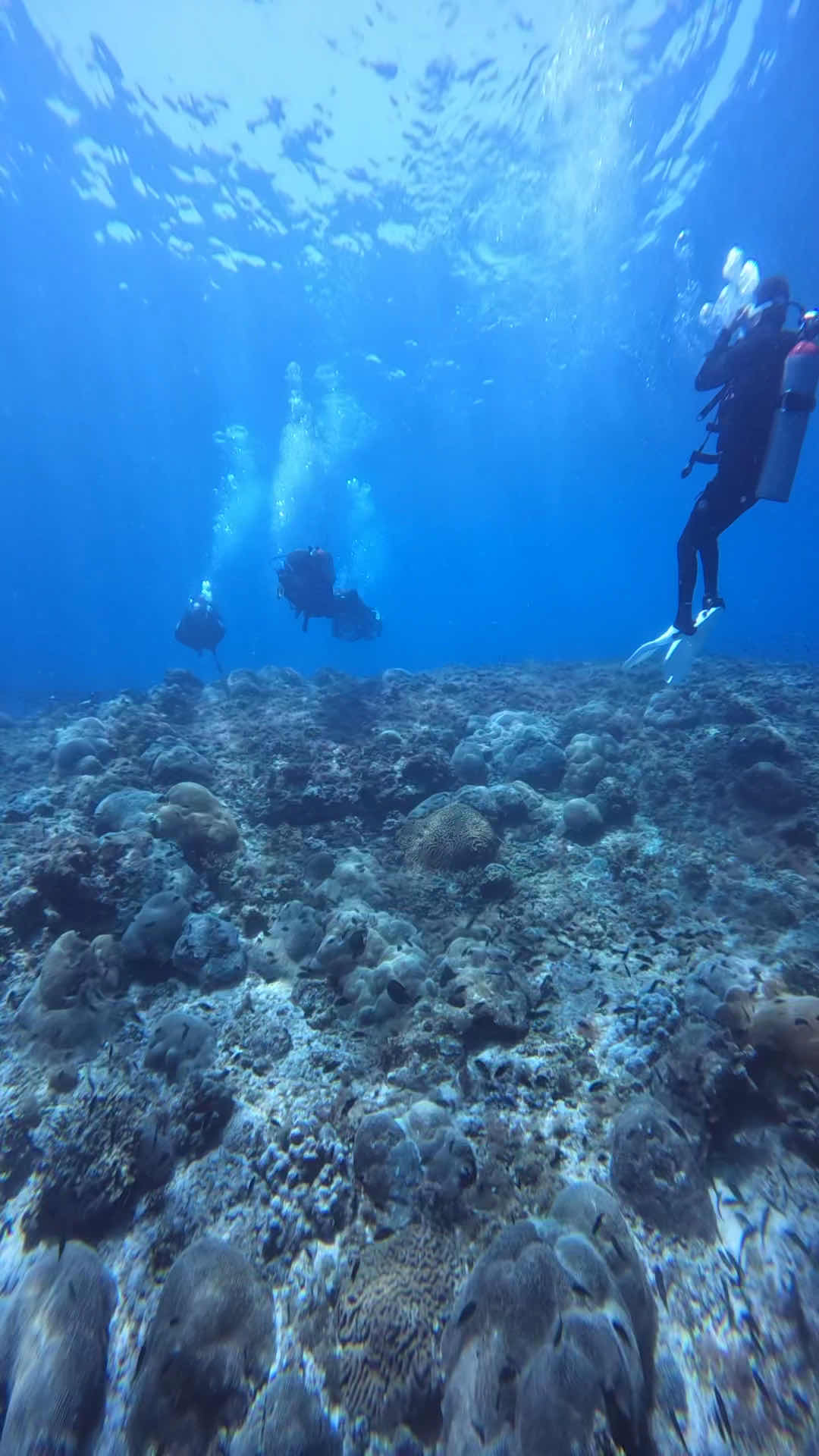 Aqua Dive photo 3