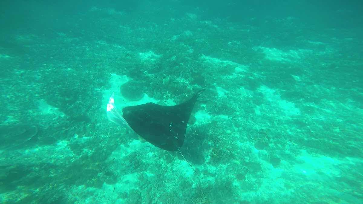 Manta Dive Komodo photo 3