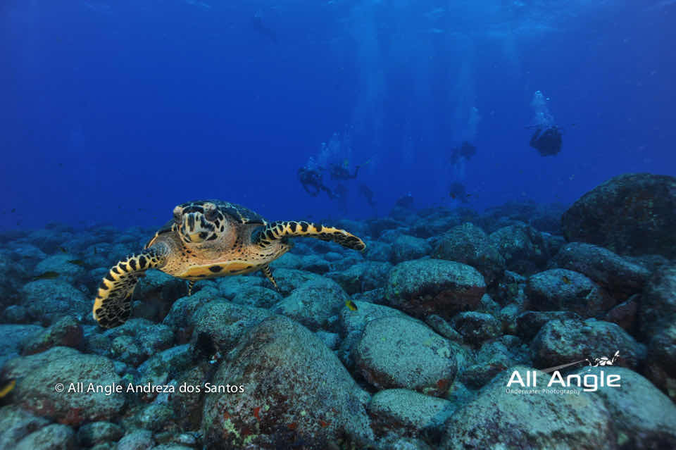 Sea Paradise photo 5