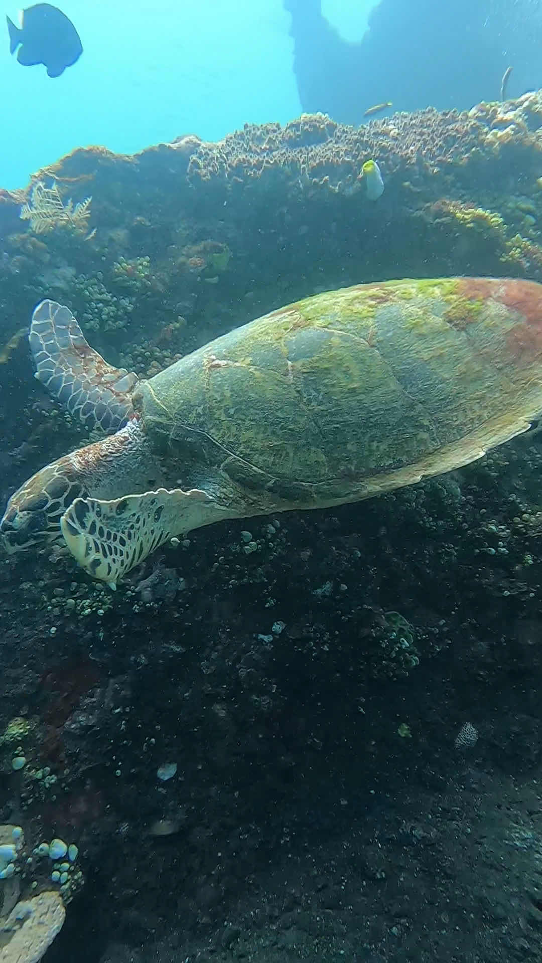 Liberty Wreck Dive photo 8