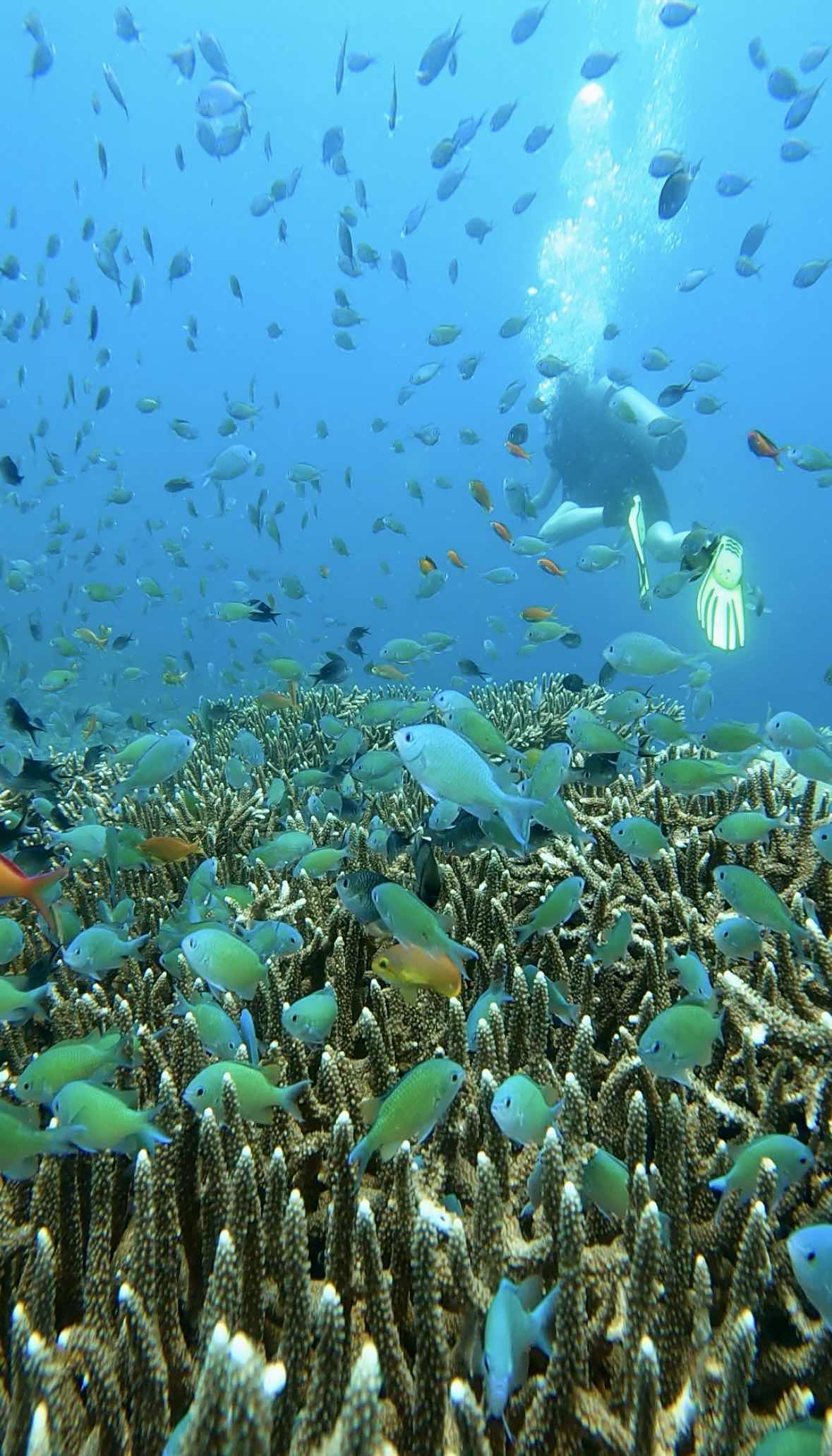 Liberty Wreck Dive photo 9