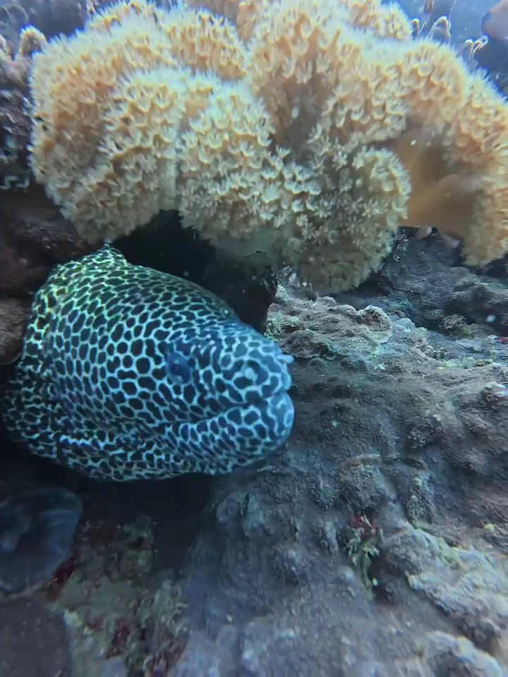 5oceans diving center photo 4