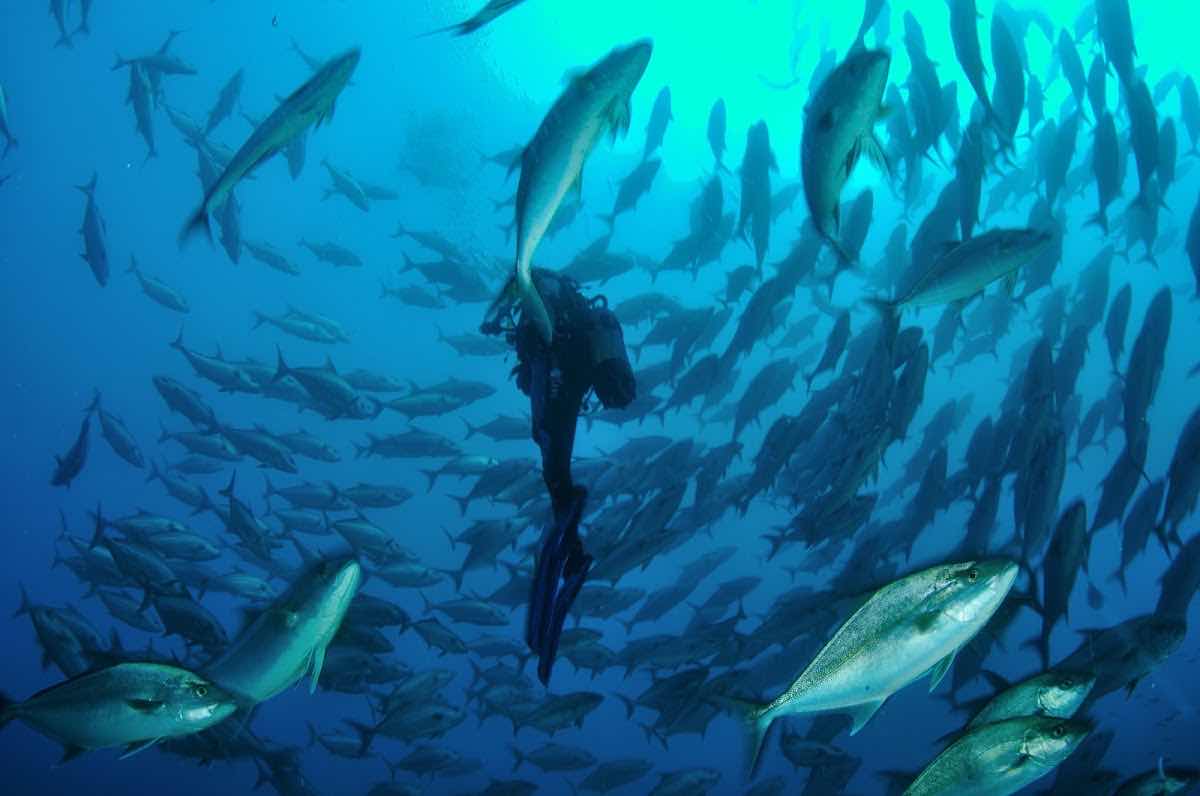 Porto Santo Sub, lda - Dive Centre photo 1