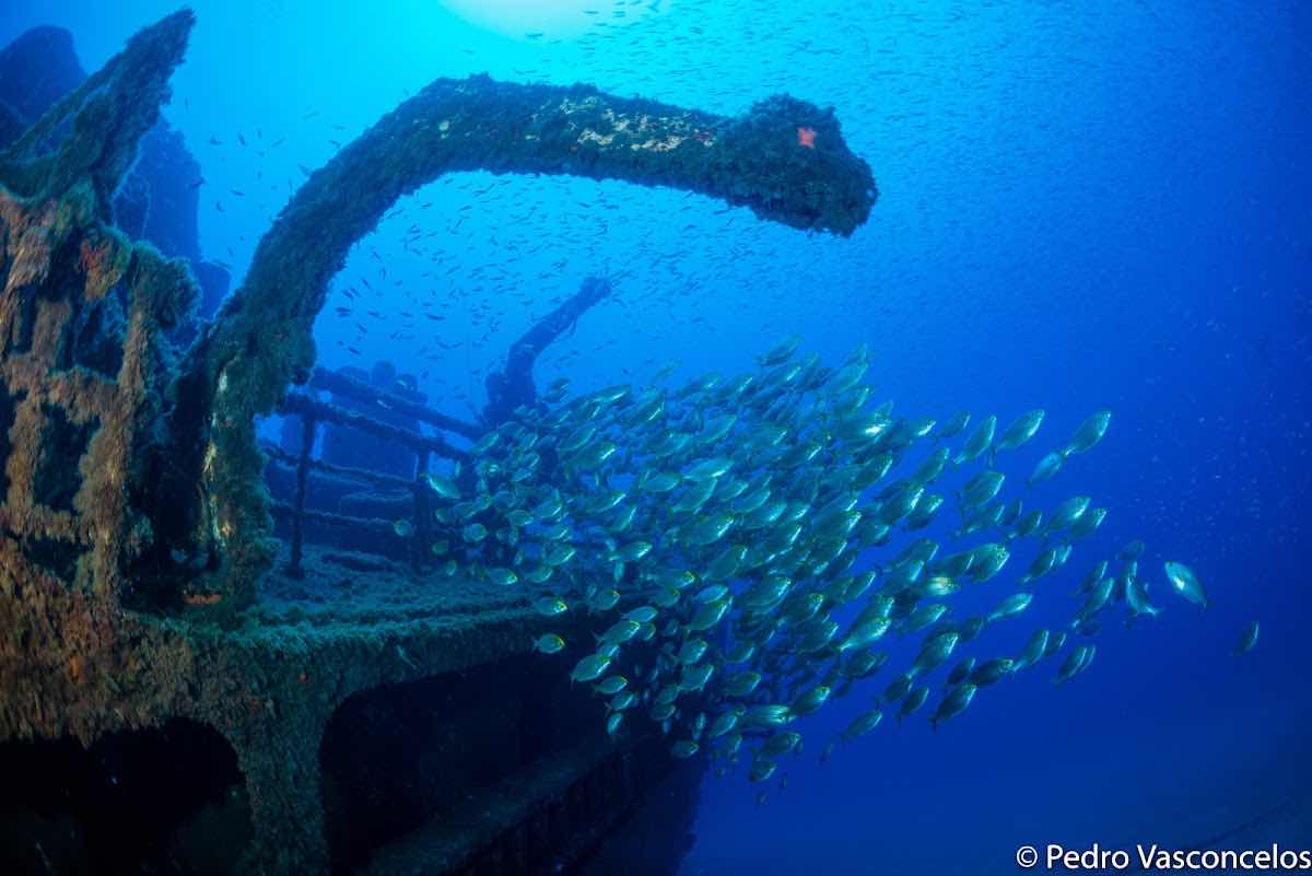 Porto Santo Sub, lda - Dive Centre photo 4