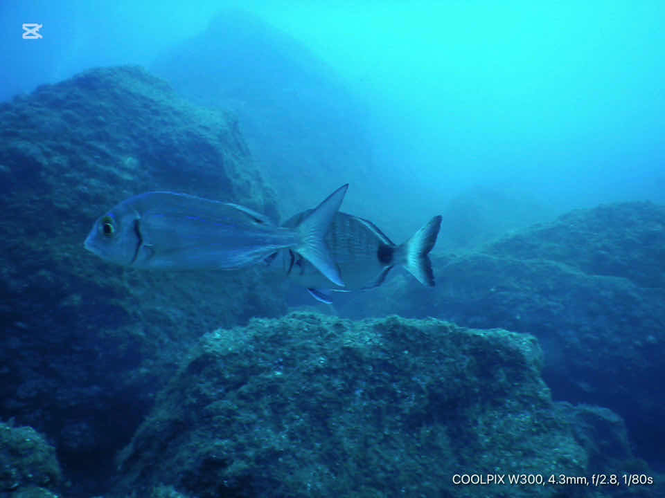 Madeira Diving Center photo 10
