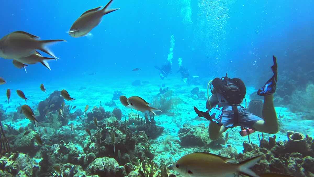 Atlantis Plongée, Guadeloupe photo 4