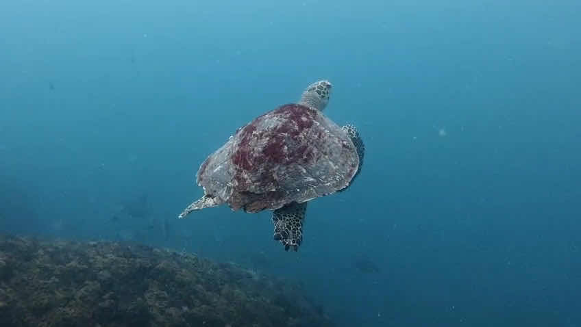diving nest photo 5
