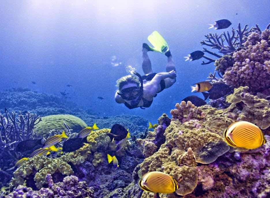 Snorkel Trips photo 1