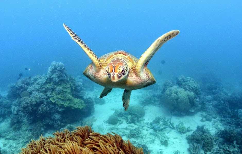 Snorkel Trips photo 3
