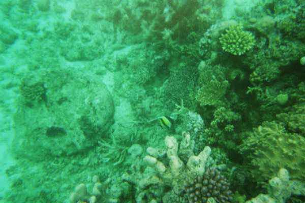 Snorkel Trips photo 9