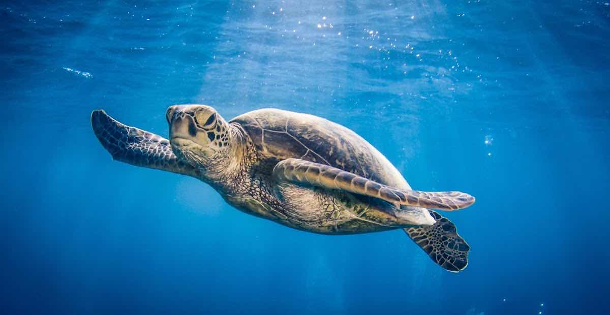 Snorkel Trips photo 10