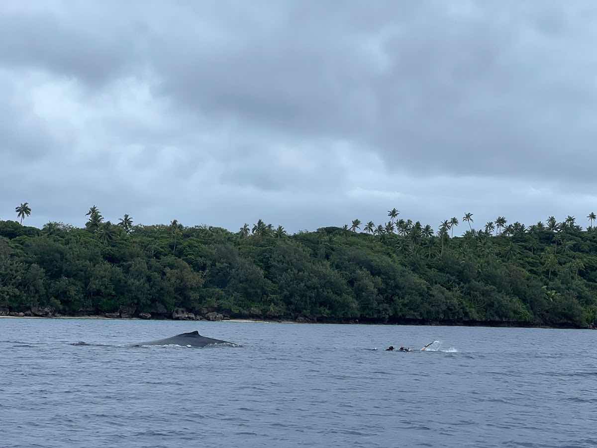 Explore Vava'u - Whale Watch & Swim photo 7