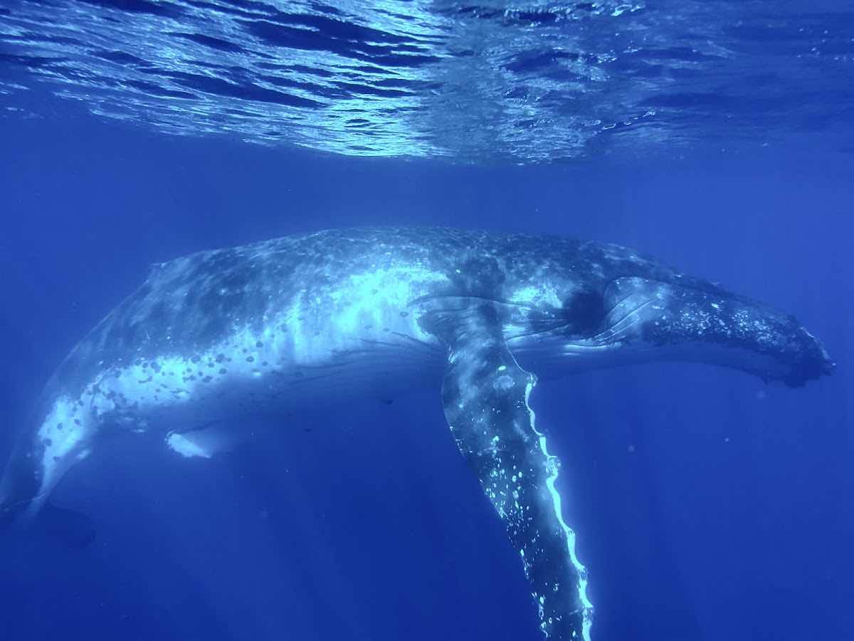 Explore Vava'u - Whale Watch & Swim photo 8