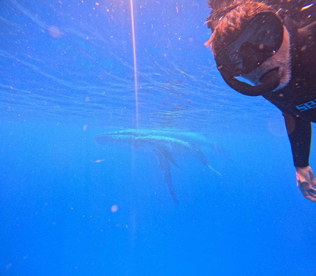 Explore Vava'u - Whale Watch & Swim photo 10
