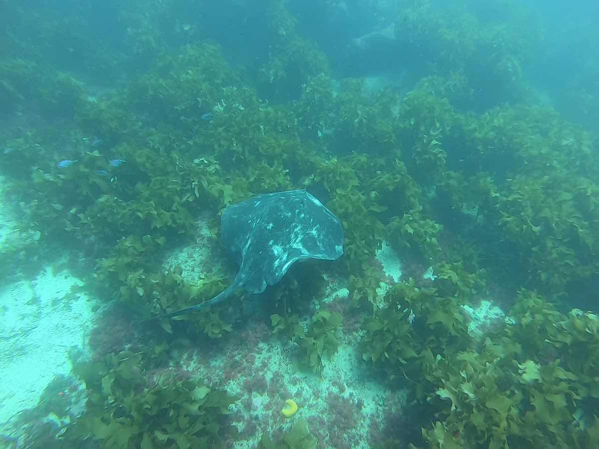Dive Now - Poor Knights Dive & Snorkel photo 3