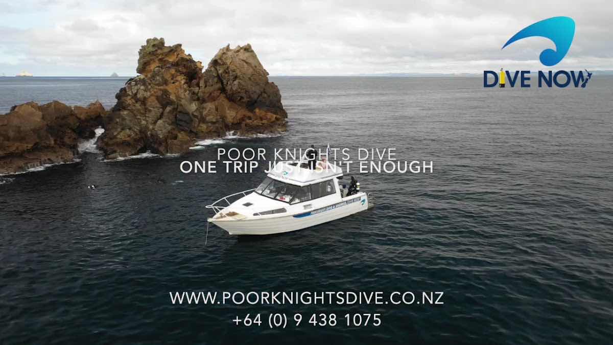 Dive Now - Poor Knights Dive & Snorkel photo 7