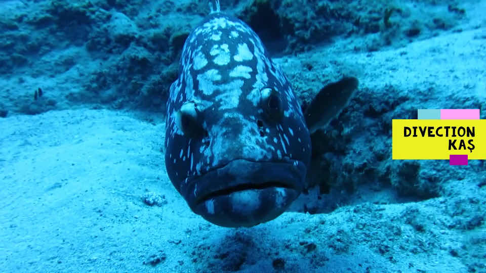 Divection Dalış Eğitim Merkezi photo 4