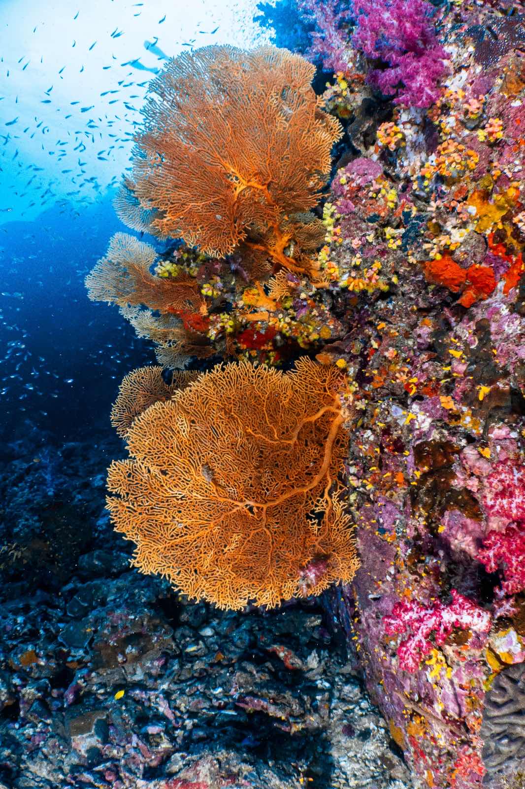 Pirate Divers Khao Lak photo 2