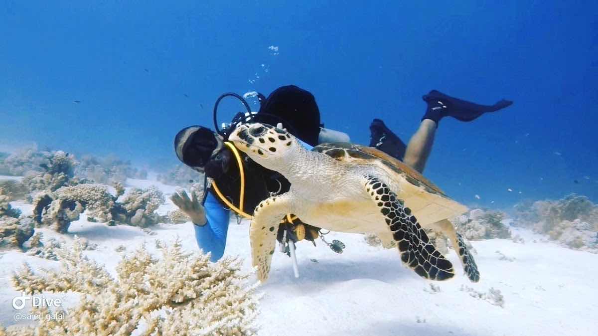 Apnetica freediving photo 8
