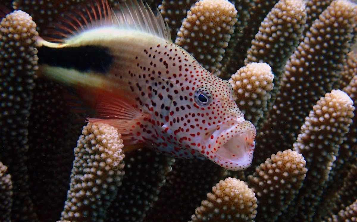 Limitless Dive Co. Maui photo 1