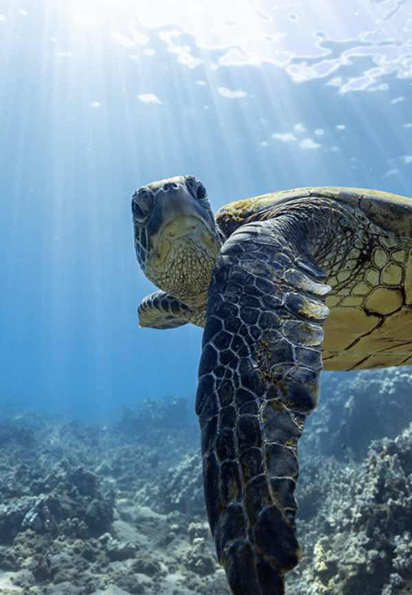 Limitless Dive Co. Maui photo 7