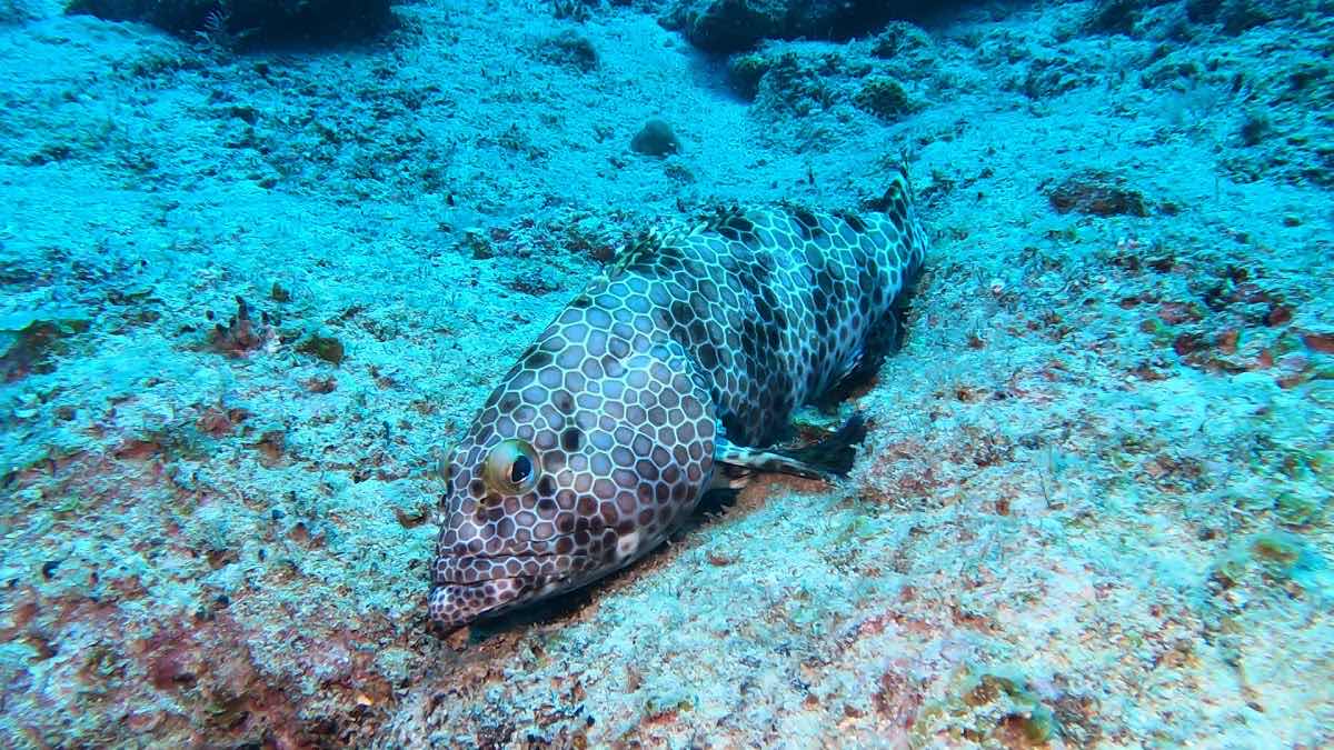 Nemo Diving Center photo 6
