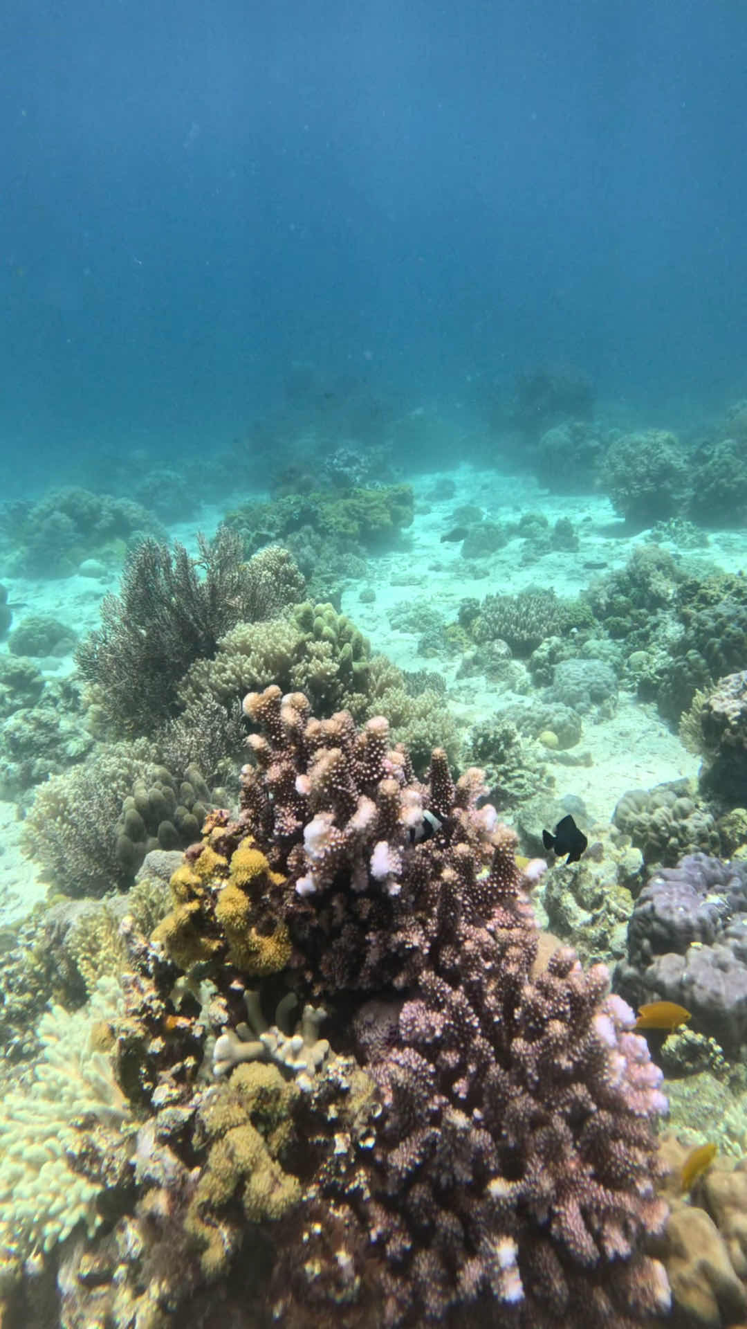 Mario's Scuba Diving and Homestay photo 4