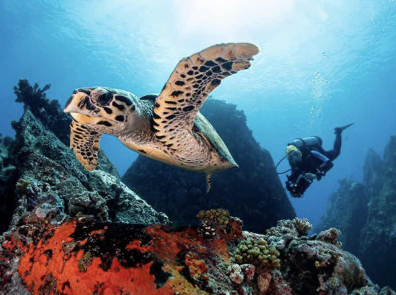 EQUINOXE Diving School photo 1