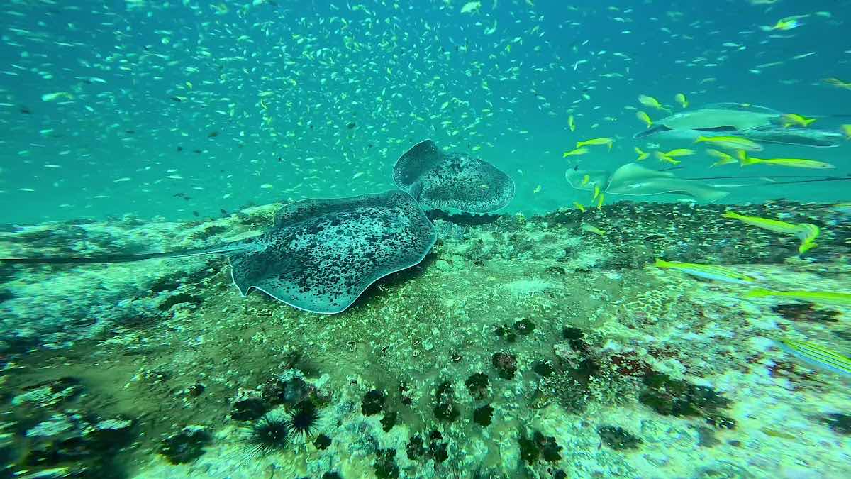 EQUINOXE Diving School photo 3